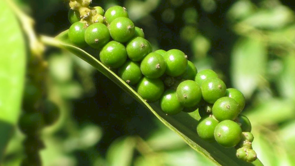 Tiêu xanh Phú Quốc